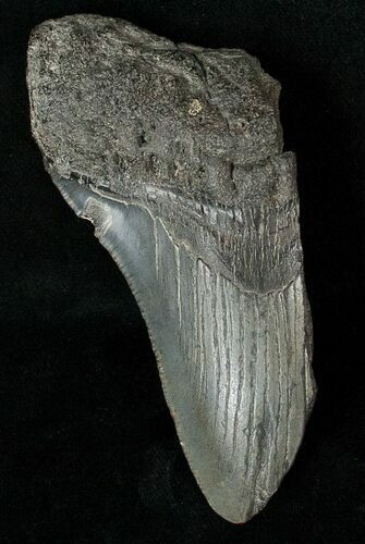 Half Of A Fossil Megalodon Tooth #17247